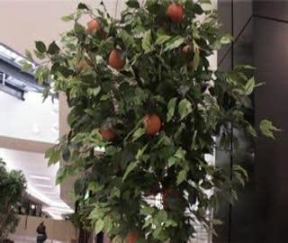 Pomarańczowa metamorfoza