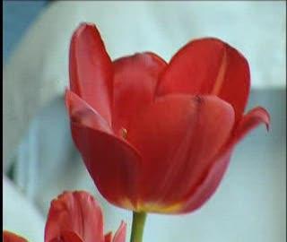 Nietypowy tulipan