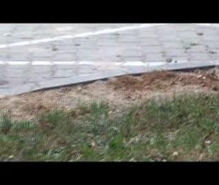 Trują na Kalinowej?