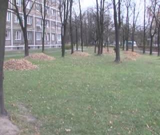 Nie pal liści w ogrodzie – komunikat MPO