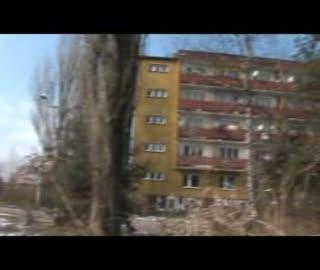 Czy drzewka są najważniejsze ?