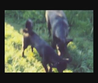 Puszek się nie znalazł. Szukamy właściciela Miśka