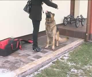 4 psy miesięcznie do schroniska