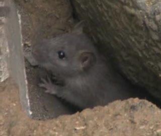 Plaga szczurów na Piłsudskiego