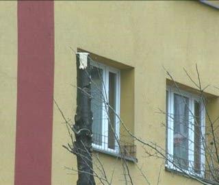 Miliony za wycięte i zniszczone drzewa
