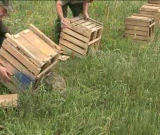 Zające w Byczynie
