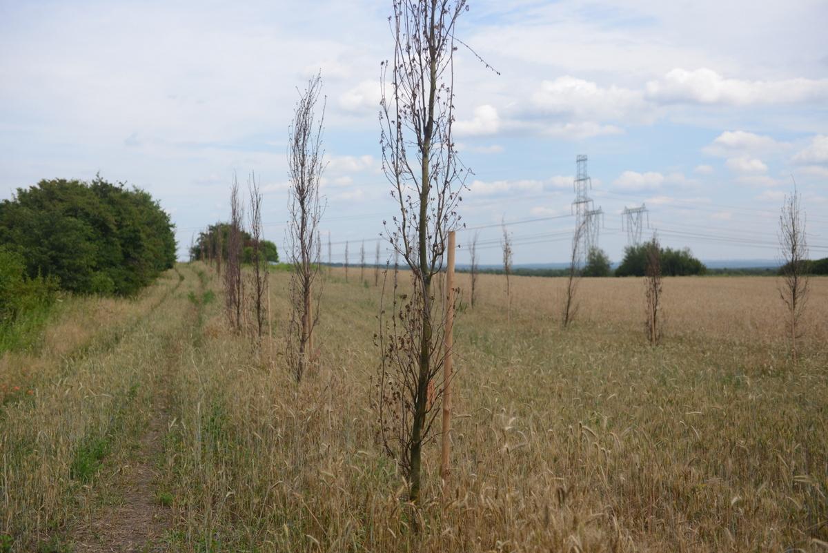 Park Smutnych Dębów