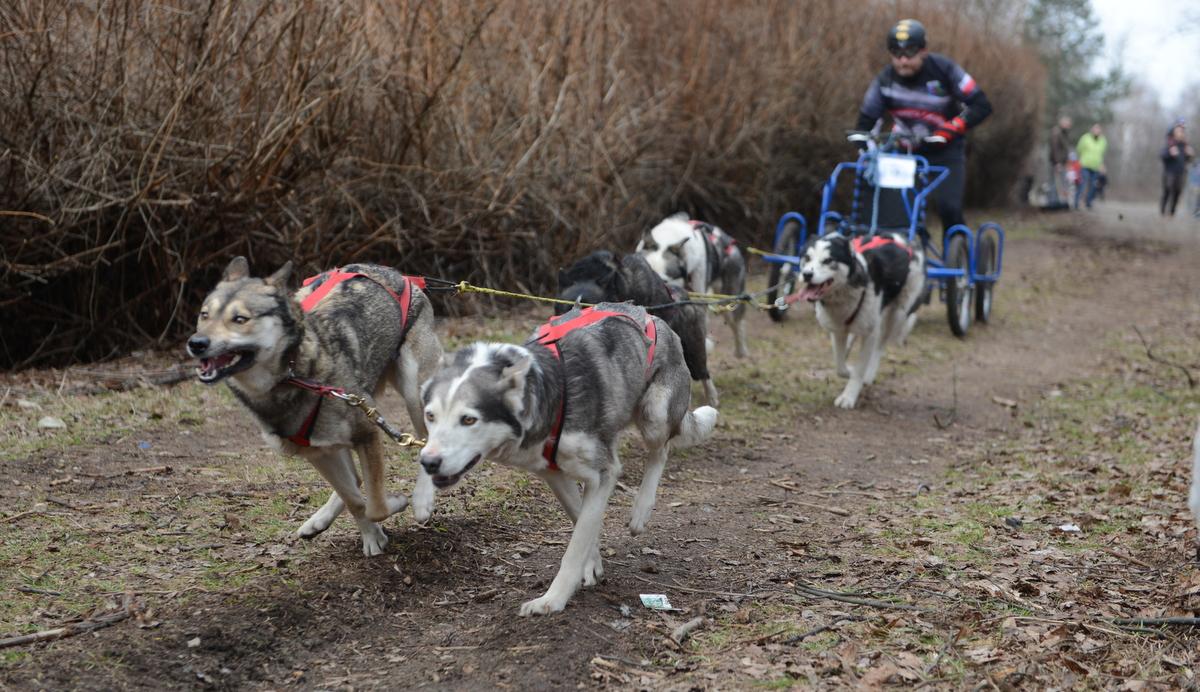 Dogtrekking i wyścig psich zaprzęgów na Sosinie