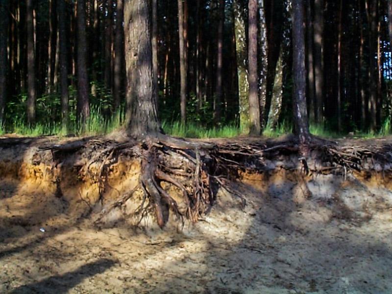 O Żabniku i Jaworzniku cz. II