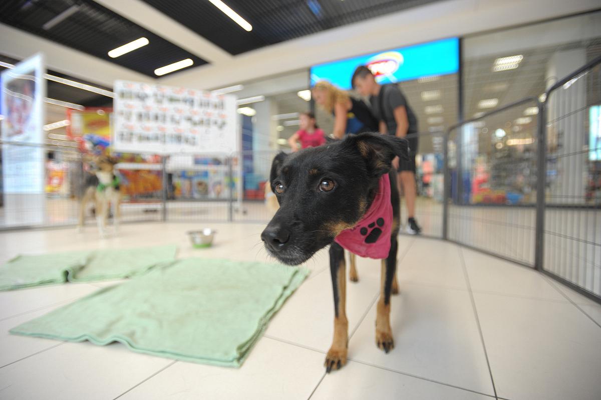Artemida Psie Adopcje w Galenie