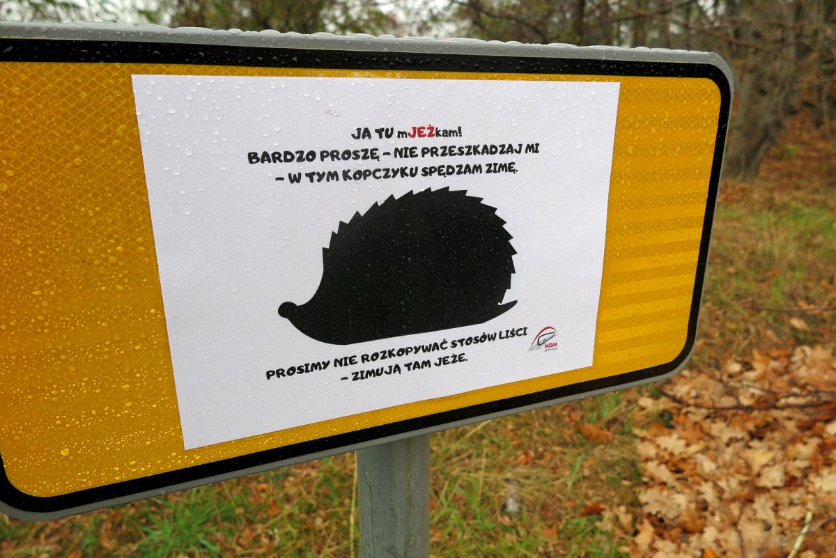 Jaworznickie jeże w Polsacie!
