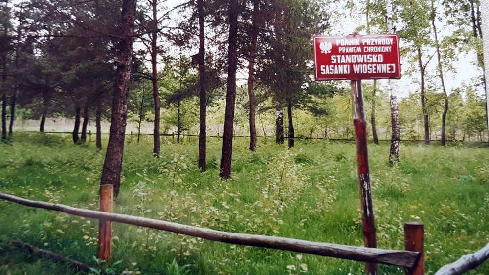 Sasanki powrócą do Jaworzna