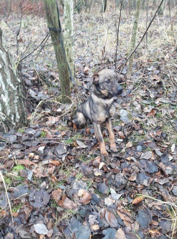 Przywiązanego do drzewa psa porzucono w lesie