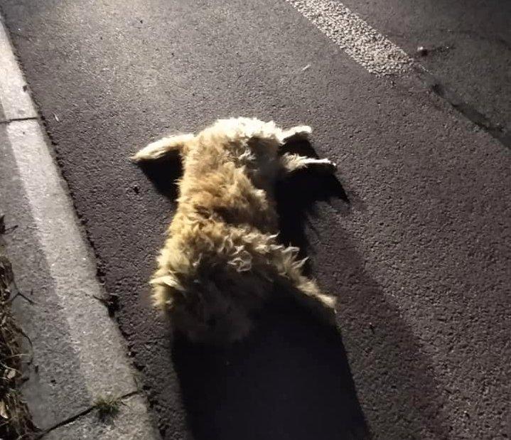 Kierowca potrącił psa i zostawił go na jezdni