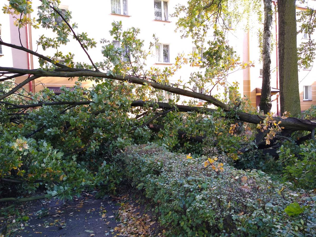 Jaworzno po wichurze - To była ciężka noc dla strażaków.