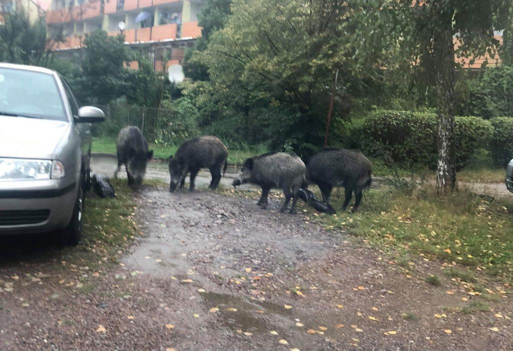 Dziki na Leopoldzie