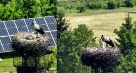 Trzy młode bociany wykluły się w Jaworznie