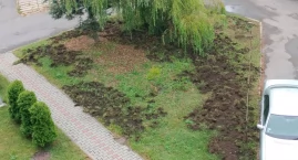 Dziki na wakacjach w Jaworznie