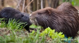 Czy nutrie będą miały swój azyl? Przyszłość tych zwierzątek dalej niepewna 
