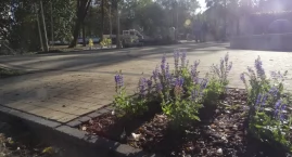 Czas na zieleń! Szczakowski skwer coraz bardziej okazały