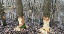 Niedobre bobry sieją zniszczenie w Szczakowej