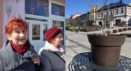 Donice z drzewami ozdobiły rynek – czy mieszkańcom podoba się taki widok?