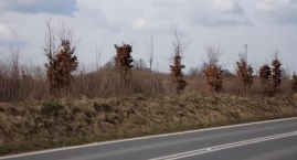 Do trzech razy sztuka? Aleja Nowych Mieszkańców znów zazieleniona