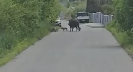 Dziki obok posesji. Strach wyjść z domu, komentuje pani Barbara