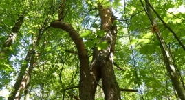 Jaworznicka Tarka – między ochroną a sprzedażą. Co dalej z tym unikatowym terenem?