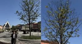 Jawor na rynku w Jaworznie usycha. Klątwa Od.Nowa się znów sprawdza? 