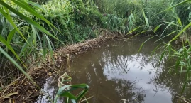 Bobry znowu budują tamy na rzece Kozi Bród