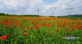 Jakub Dąbek. Czerwone maki i instagramowi recydywiśc&hellip;