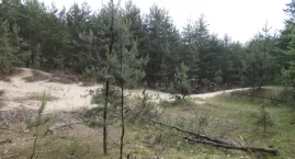 W lesie przy ulicy Ciężkowickiej. Rzadkie rośliny kr&hellip;