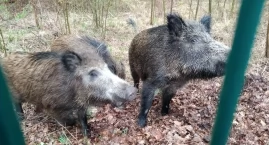 Jakub Dąbek o tym, jak Jaworzno oswoiło i wrzuciło n&hellip;