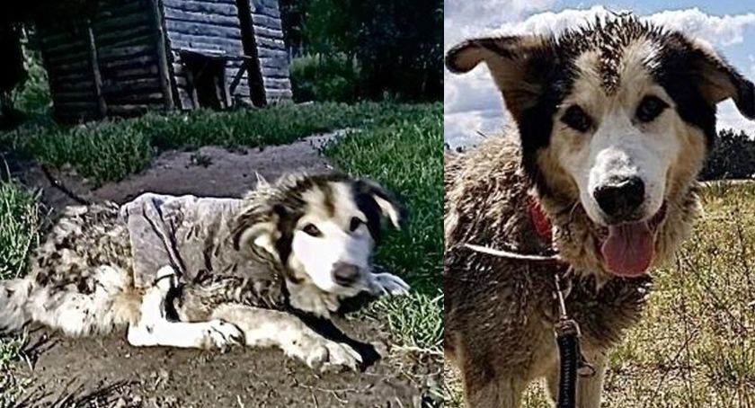 Max umierał w tragicznych warunkach - uratowali go Animalsi. Trwa zbiórka na leczenie psiaka