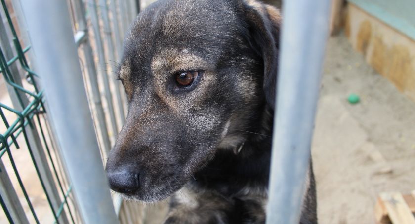 Schronisko Animalsi w Kościerzynie apeluje: nie strzelaj w Sylwestra!