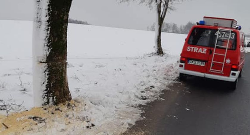Ktoś podcina drzewa? Policja szuka sprawcy 