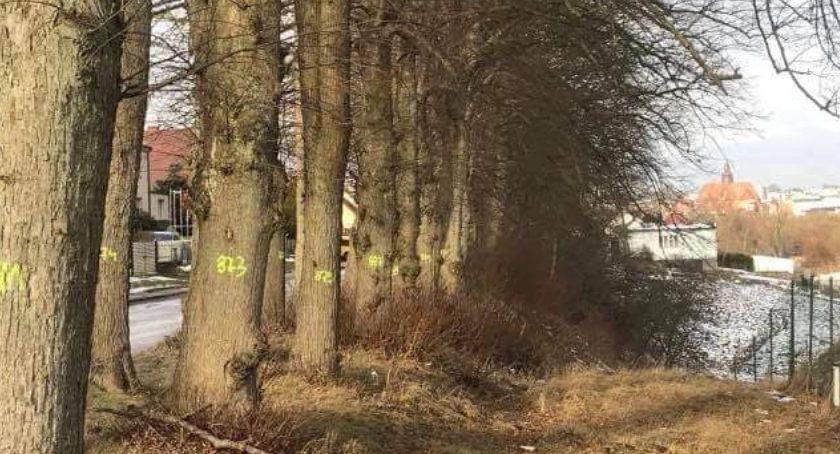 Mieszkańcy obawiają się wycinki drzew w pobliżu drogi wojewódzkiej nr 214