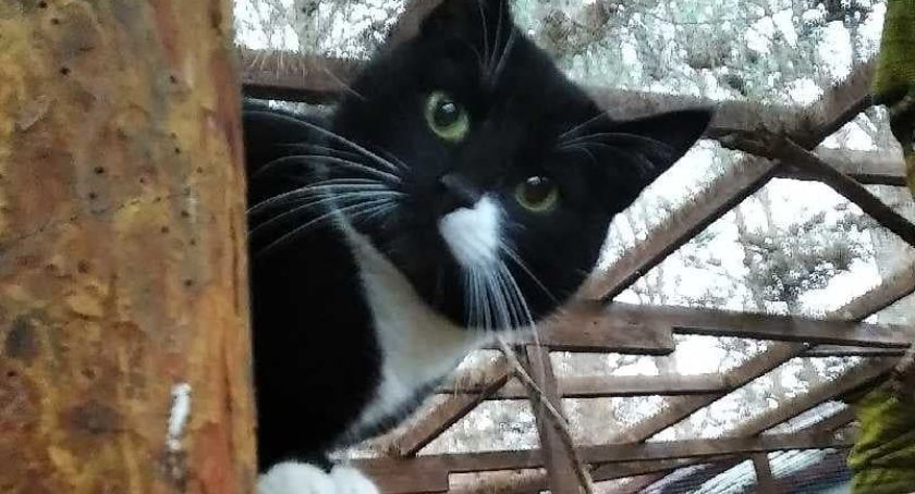 Dzień Kota - Schronisko Animals w Kościerzynie zaprasza do adopcji mruczków