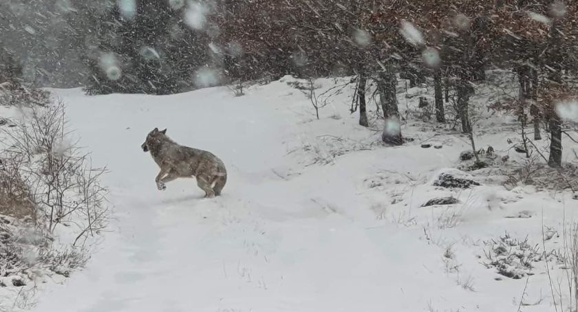 Kolejny wilk na Kaszubach. Tym razem pojawił się w Skorzewie
