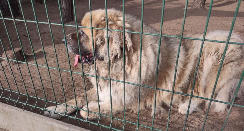 Na rzecz kościerskiego schroniska dla zwierząt udalo się zebrać ponad 30 tys. zł