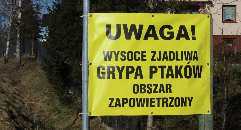 Ognisko ptasiej grypy w regionie. Są obostrzenia także dla powiatu kościerskiego 