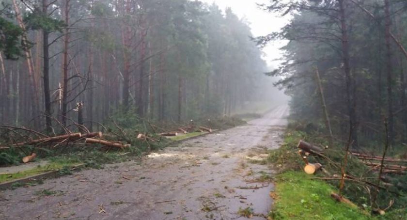 Do kościerskiego starostwa można składać wnioski o zwrot kosztów za zalesianie gruntów