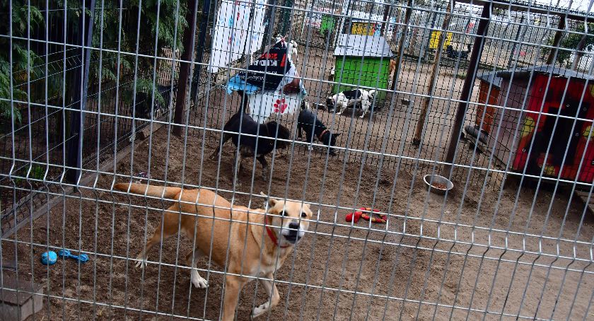 Schronisko dla zwierząt w Kościerzynie otrzyma nowe kojce dla psów