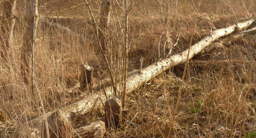 Bobry sieją zniszczenie na terenie gminy Liniewo