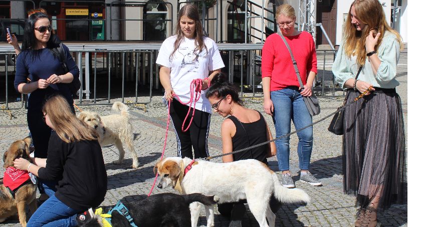 Udana akcja kościerskiego schroniska dla zwierząt 