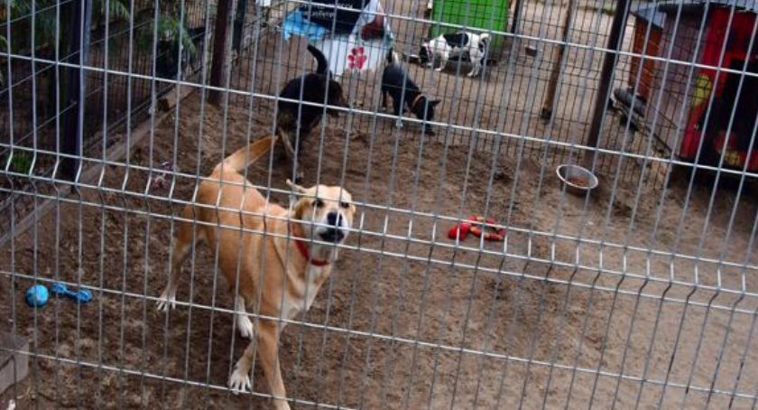 W schronisku dochodziło do znęcania się nad zwierzętami? Trwa kontrola 