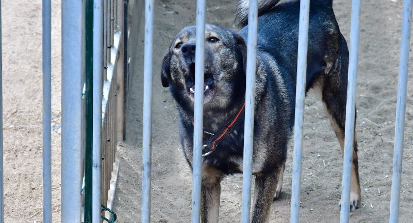 Sopoccy śledczy przejmują sprawę kościerskiego schroniska dla zwierząt