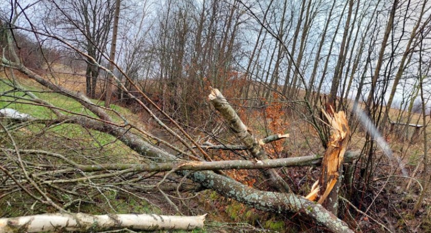 Powalone drzewa i brak prądu - nad Kaszubami znów szaleje wichura