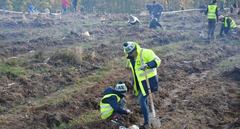 Las łączy - w Nadleśnictwie Lipusz posadzili kolejnych dziesięć hektarów lasu